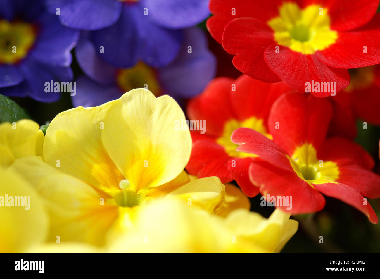 primroses Stock Photo