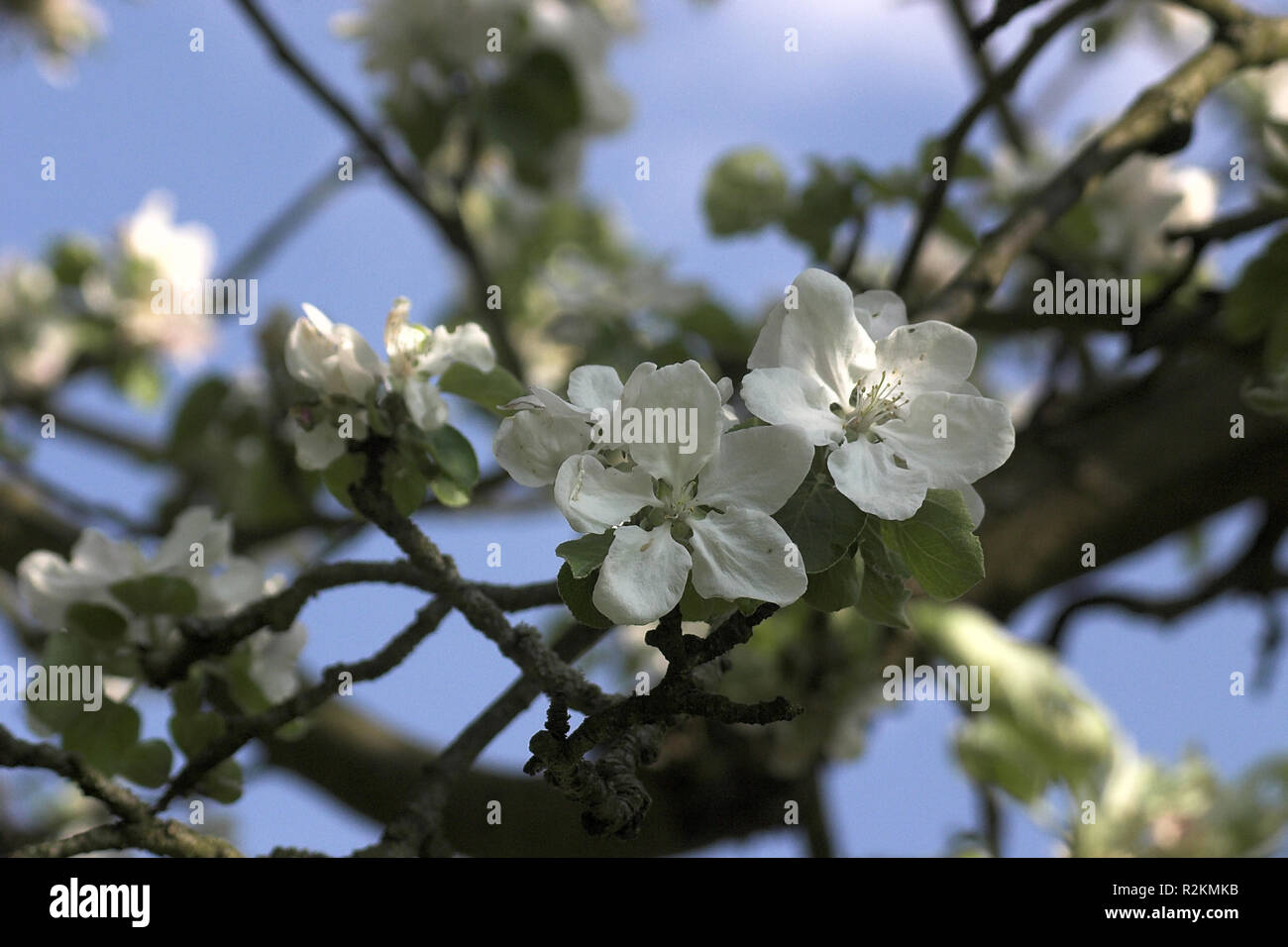 apple blossom Stock Photo