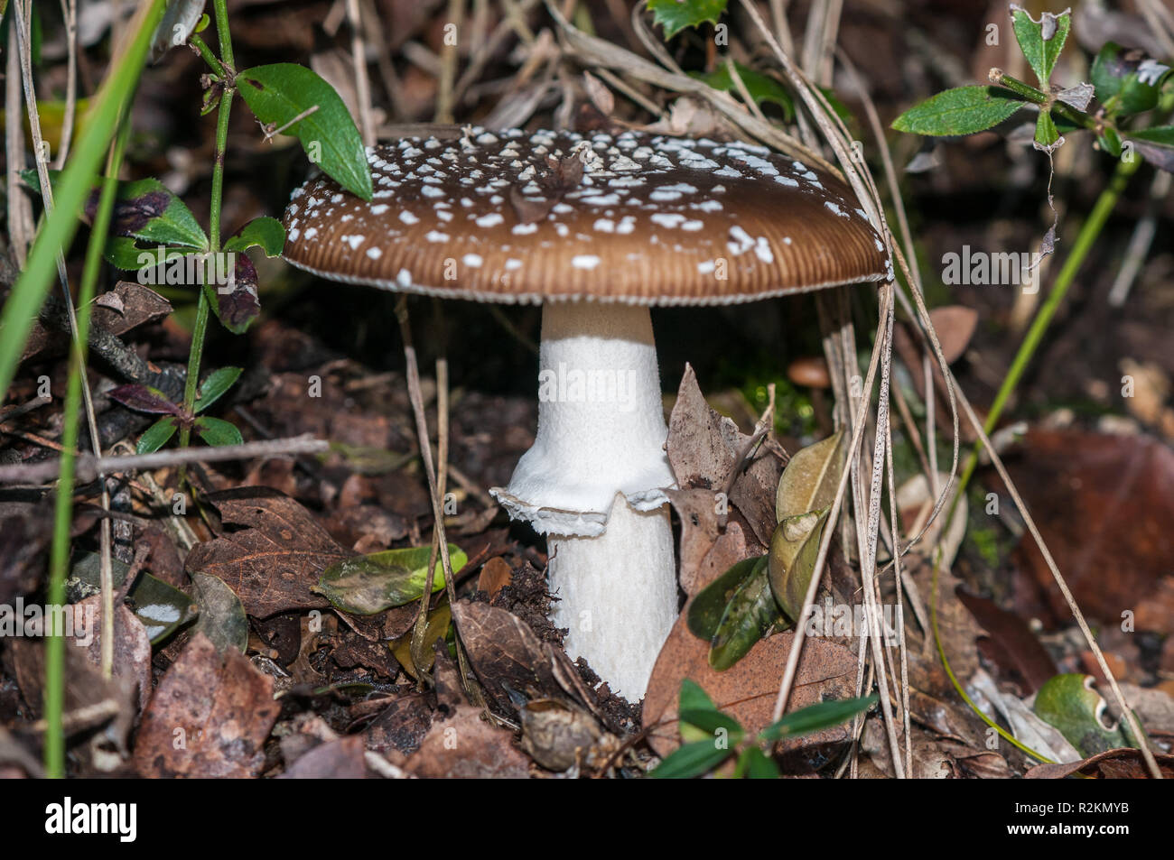 blusher, Amanita rubescens, Catalonia, Spain Stock Photo