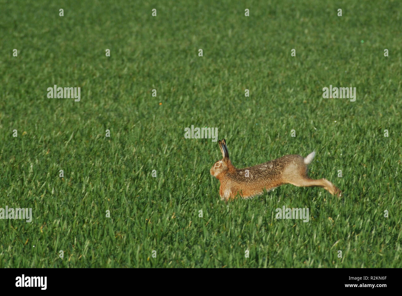 Hare escape hunting chase bunny hi-res stock photography and images - Alamy