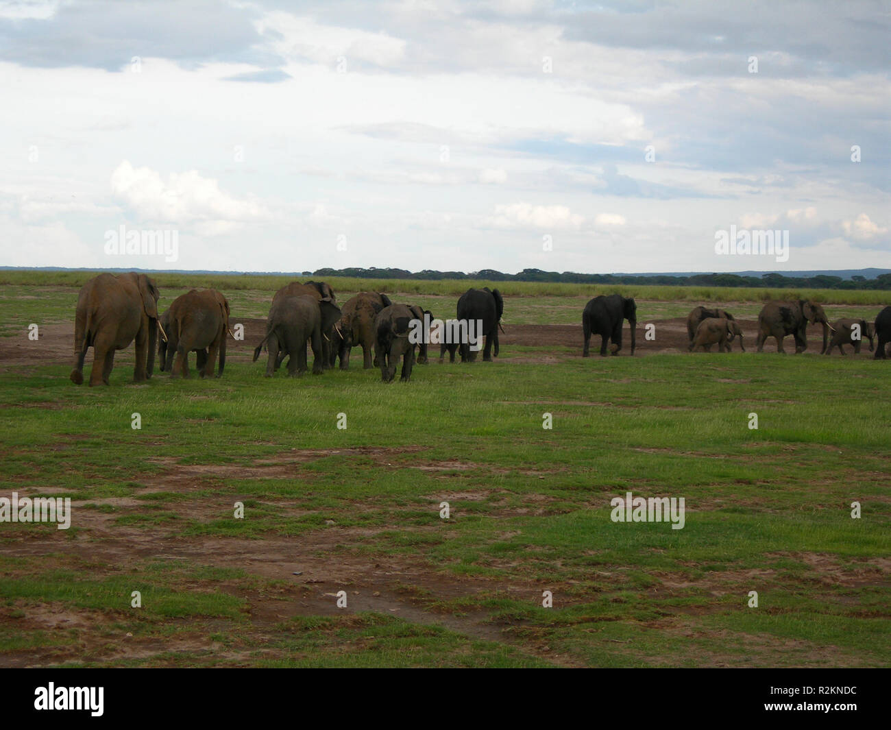 elephants Stock Photo
