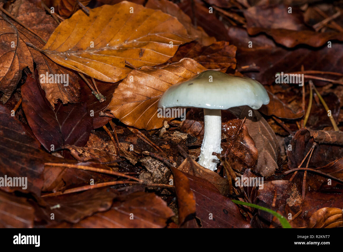 death cap fungus, Amanita phalloides, catalonia, Spain Stock Photo
