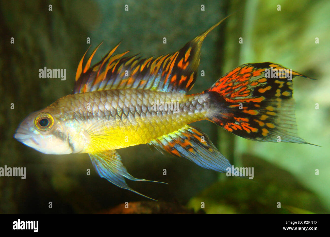 apistogramma cacatouides - kakaduzwergbu Stock Photo