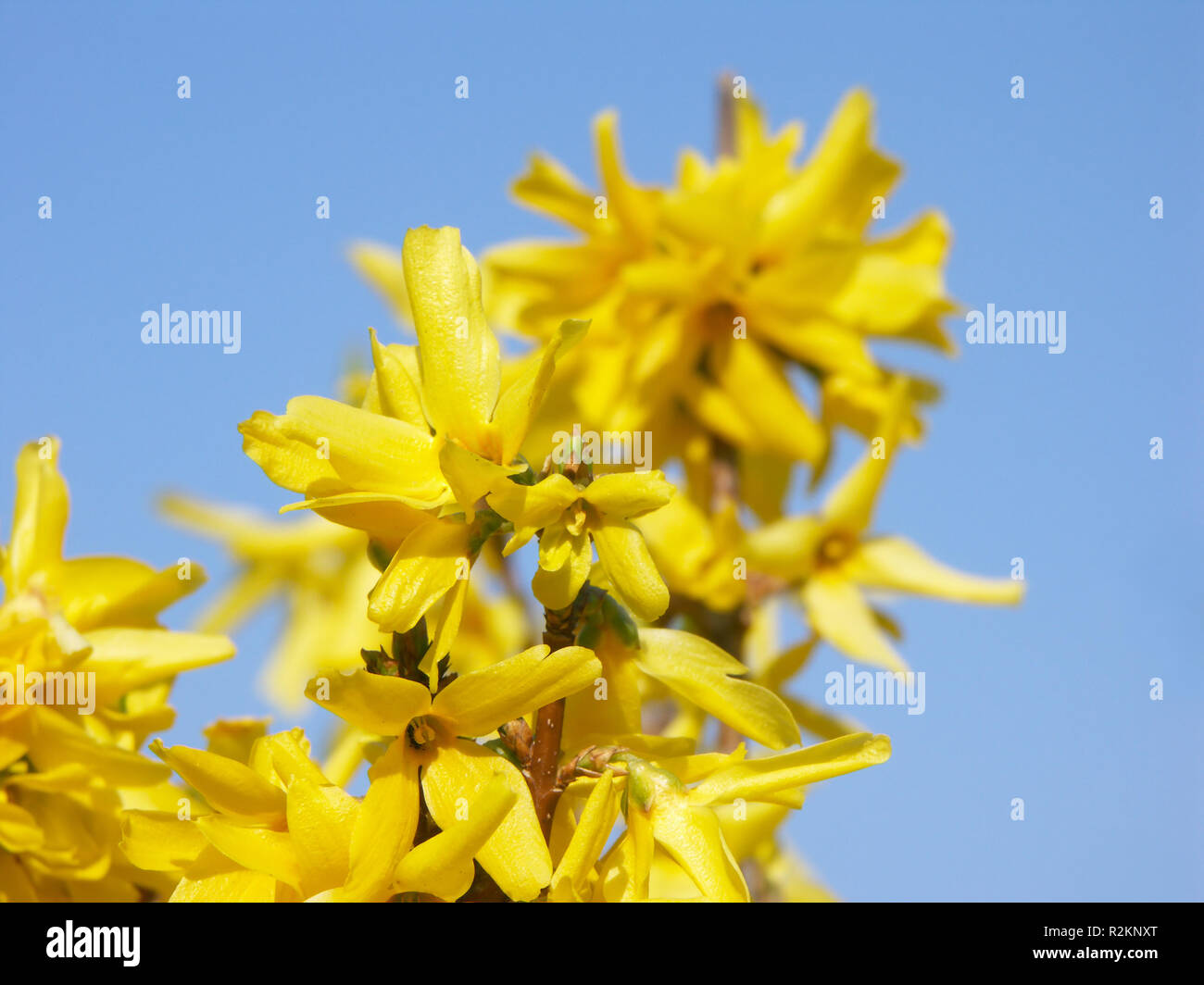 blooming forsythia Stock Photo