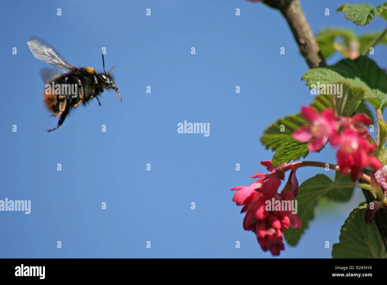 Coming insect hi-res stock photography and images - Alamy