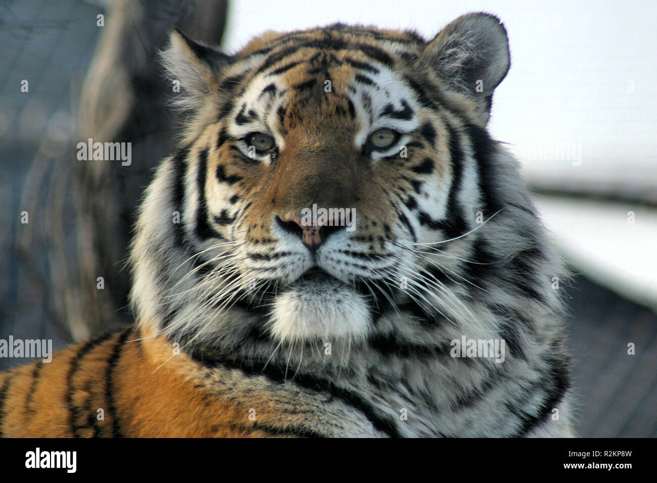 tiger Stock Photo