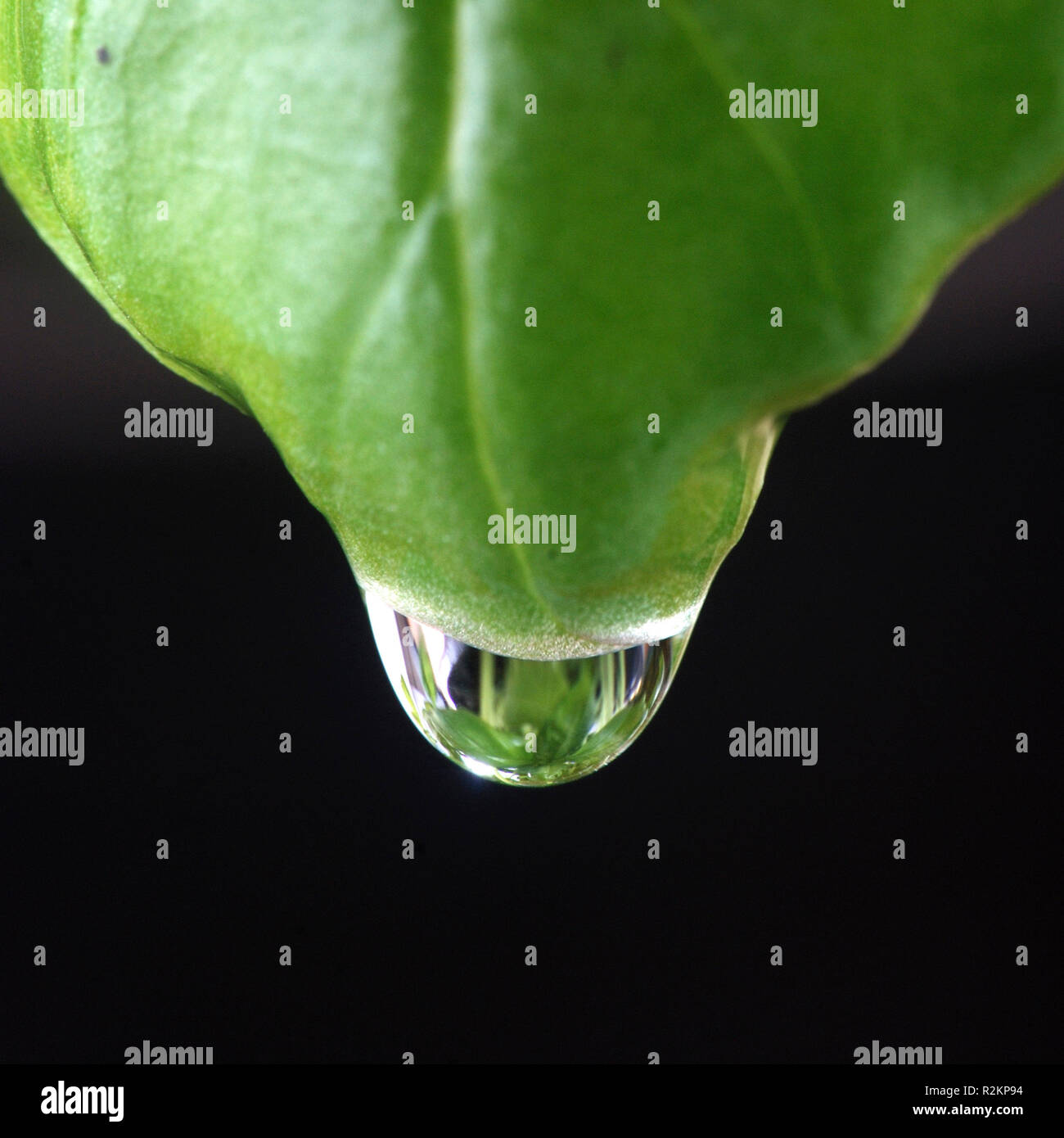 basil leaf with water drops Stock Photo Alamy