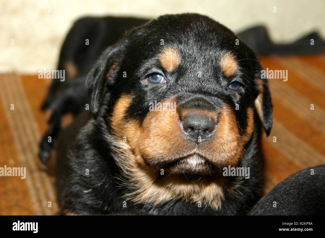 how many rottweiler babies can come out