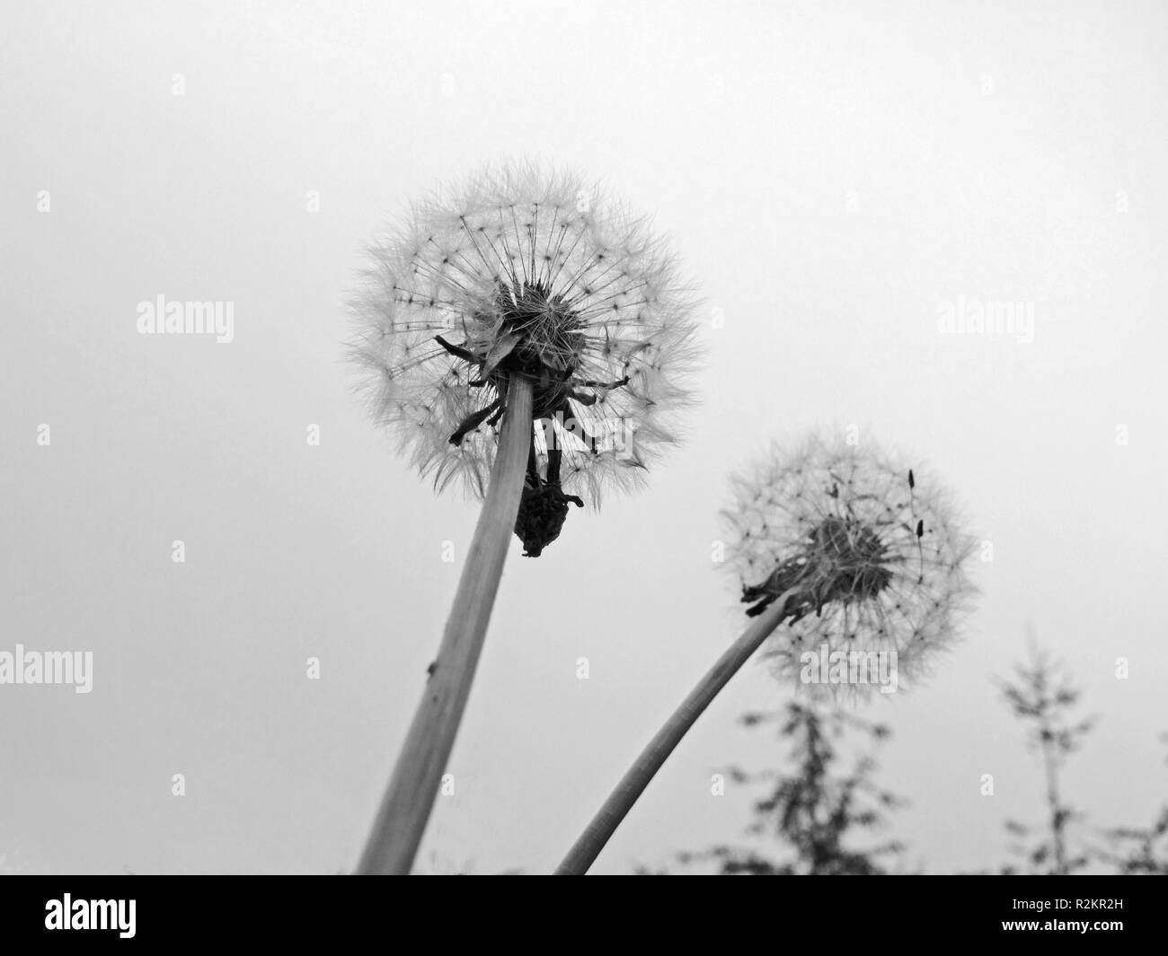 Asteraceae stem Black and White Stock Photos & Images - Alamy