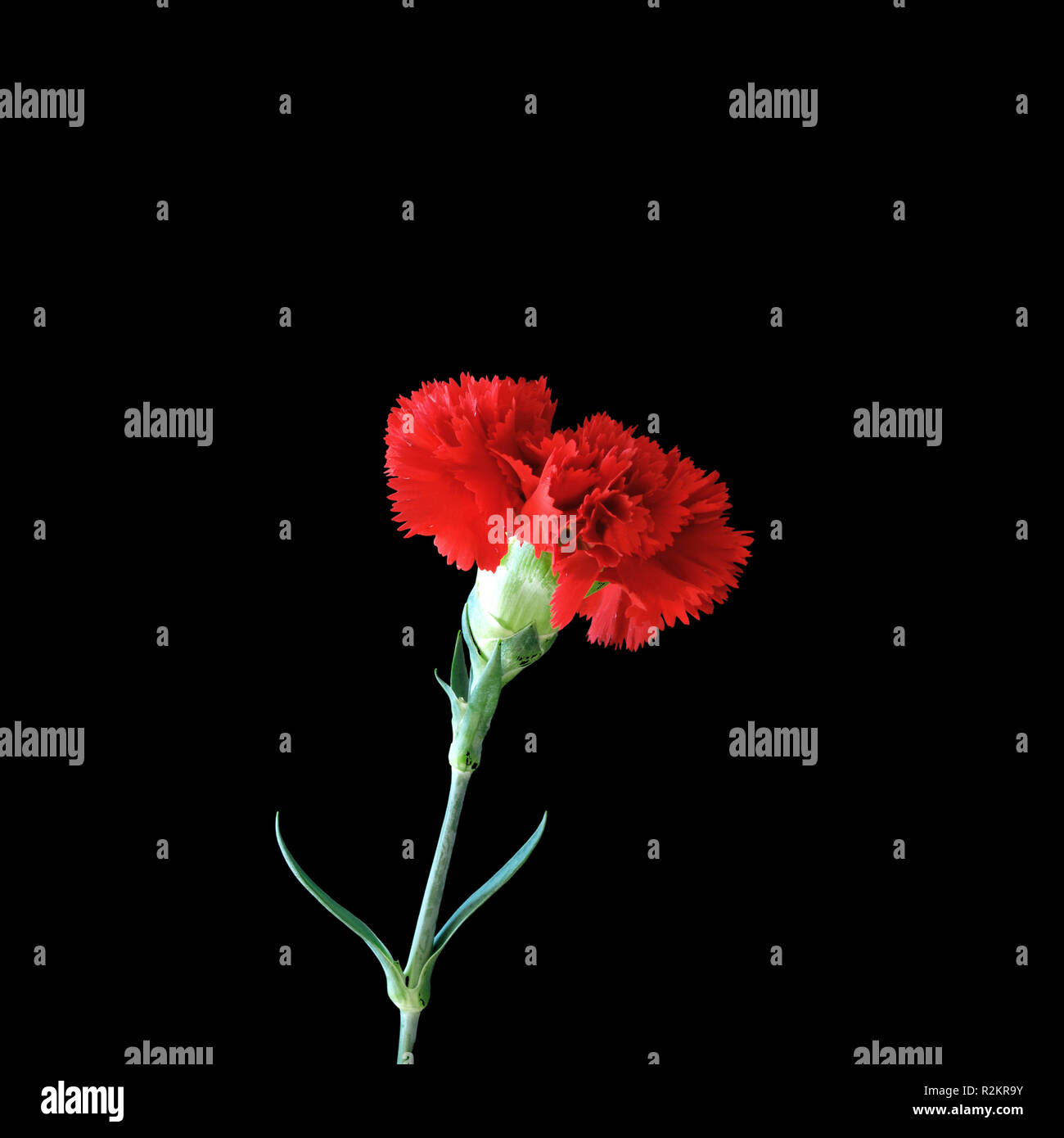 Zeus blume hires stock photography and images Alamy