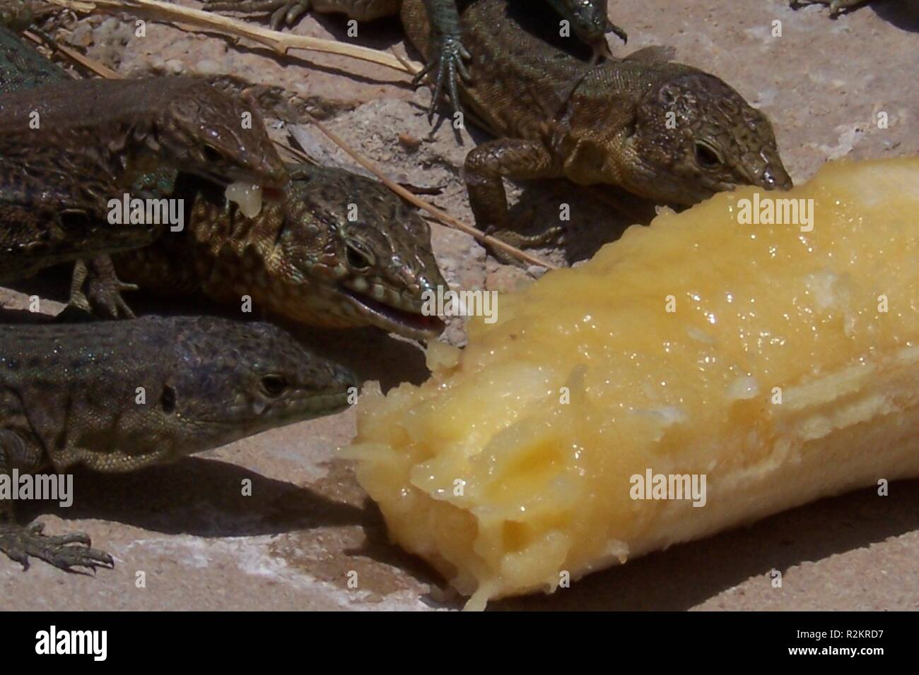 Eat lizards hires stock photography and images Alamy