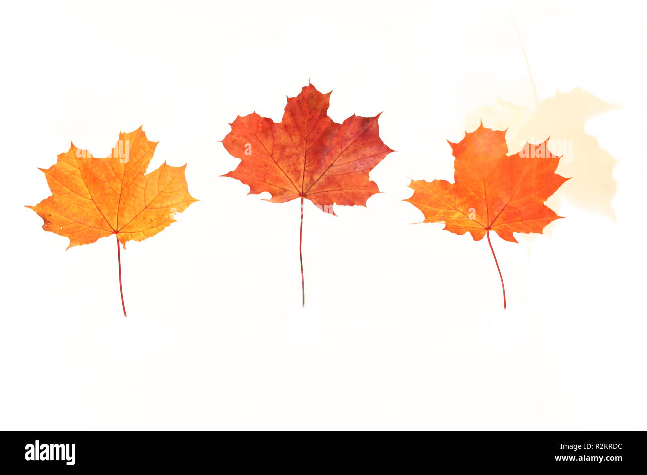 colorful maple leaves Stock Photo