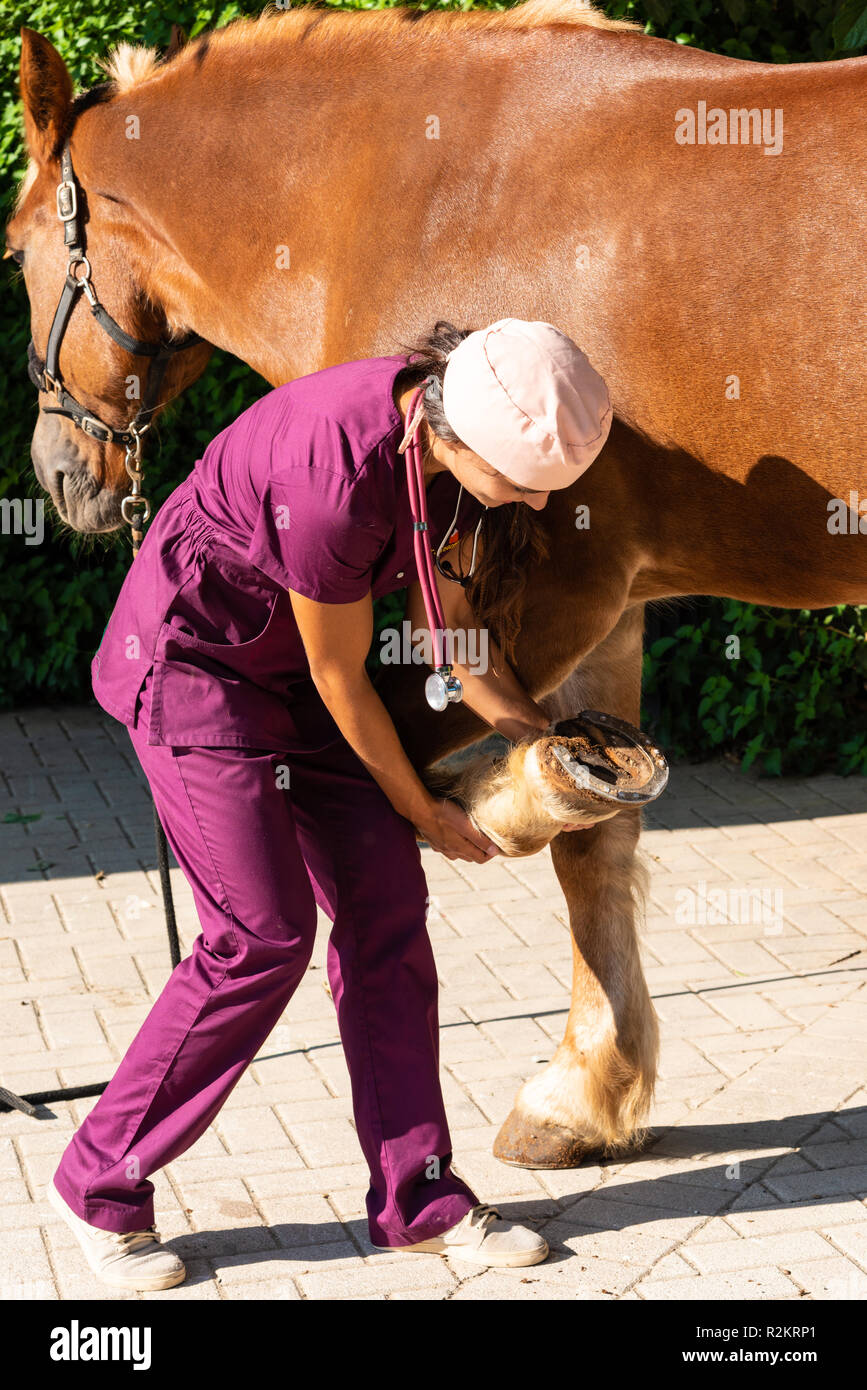 Young vet checks the hoofs of a brown horse at the stables Stock Photo