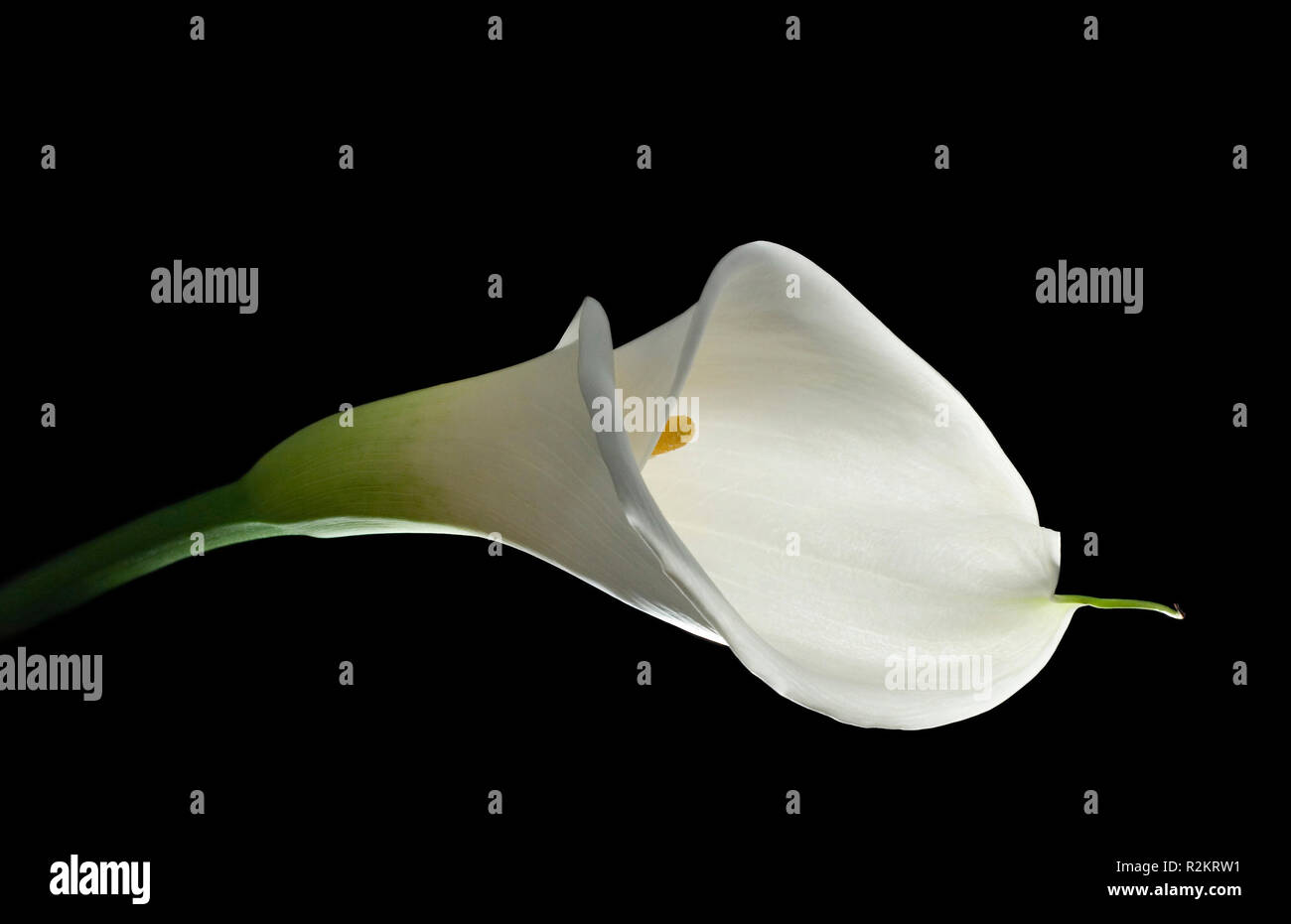 Witte Calla Totesfall hi-res stock photography and images - Alamy