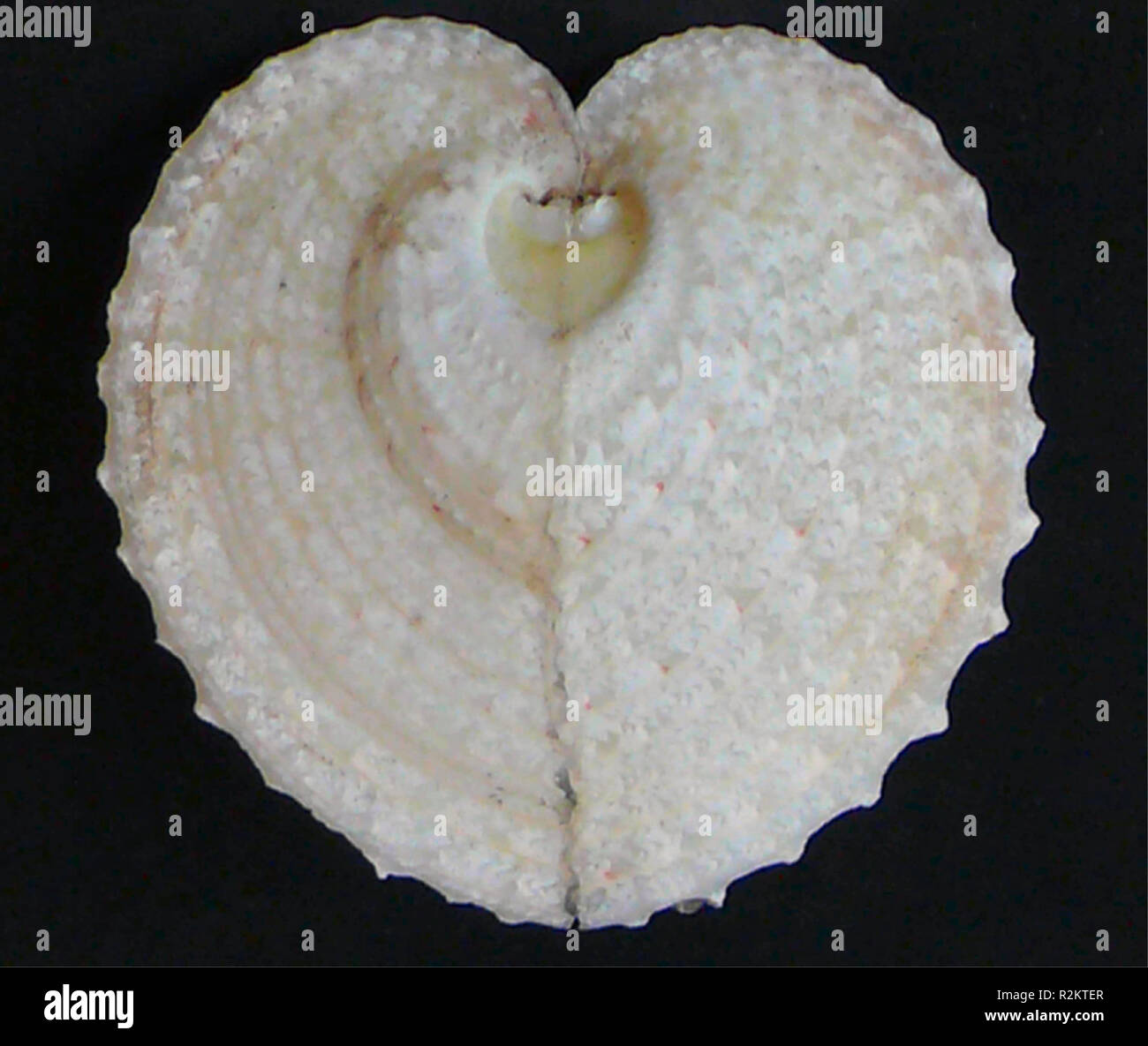 flat cockle (corculum cardissa) Stock Photo