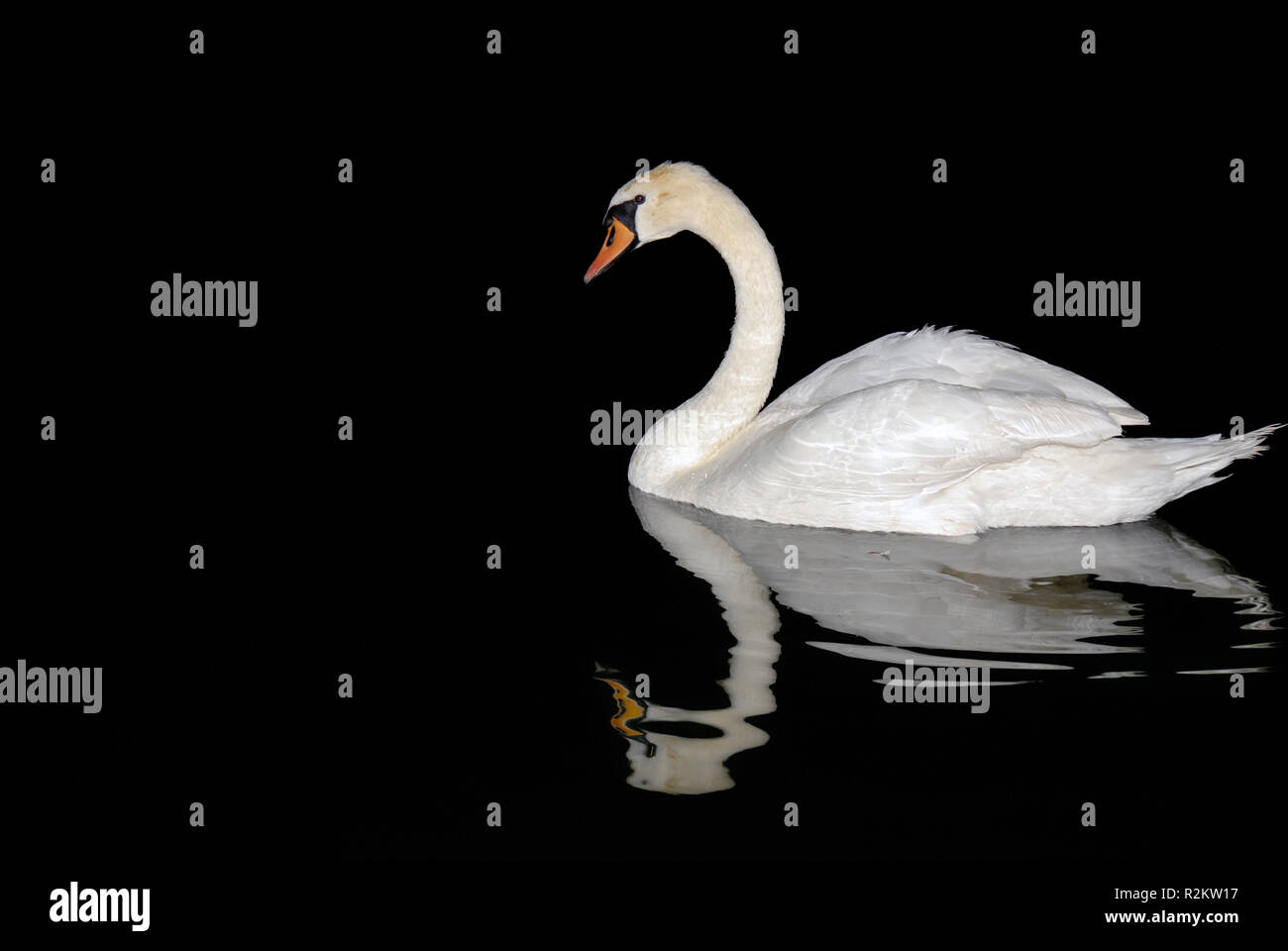 swan lake Stock Photo