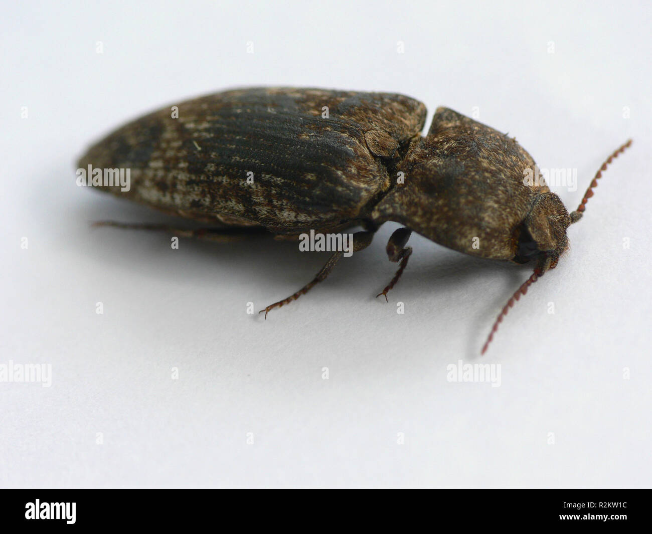 mouse gray sand beetles Stock Photo