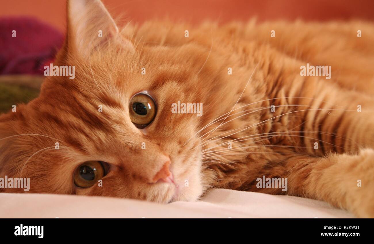 you can never sleep in peace. Stock Photo