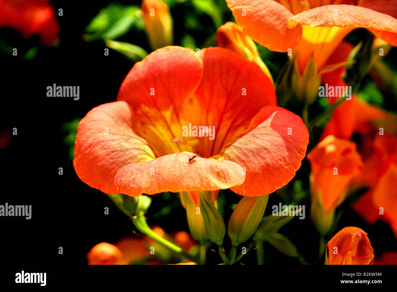campsis radicans Stock Photo