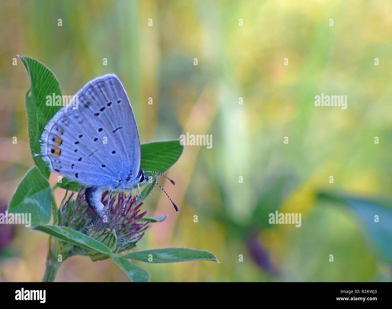 blue herb [short-tailed blue] Stock Photo