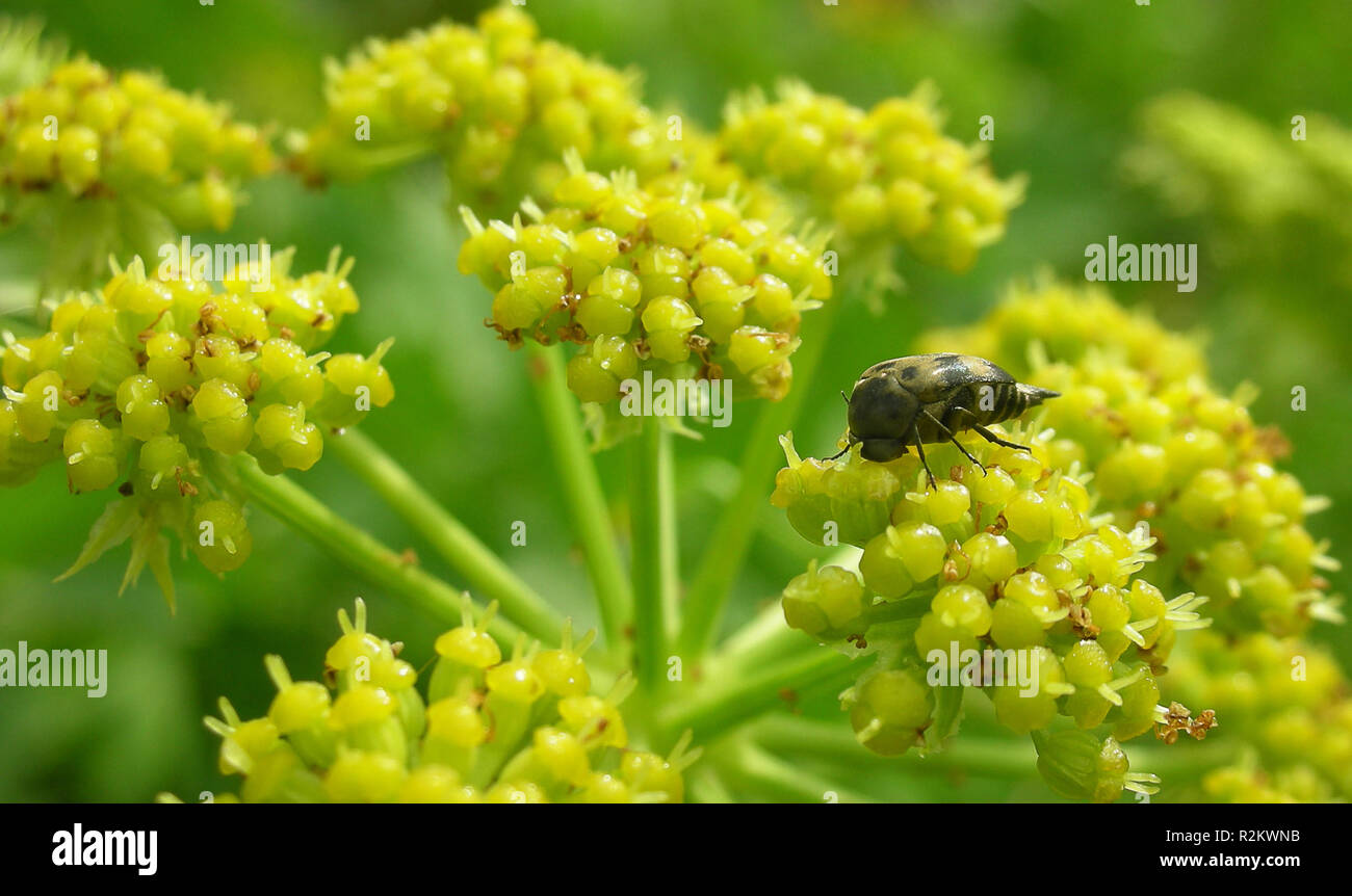 Variimorda villosa hires stock photography and images Alamy