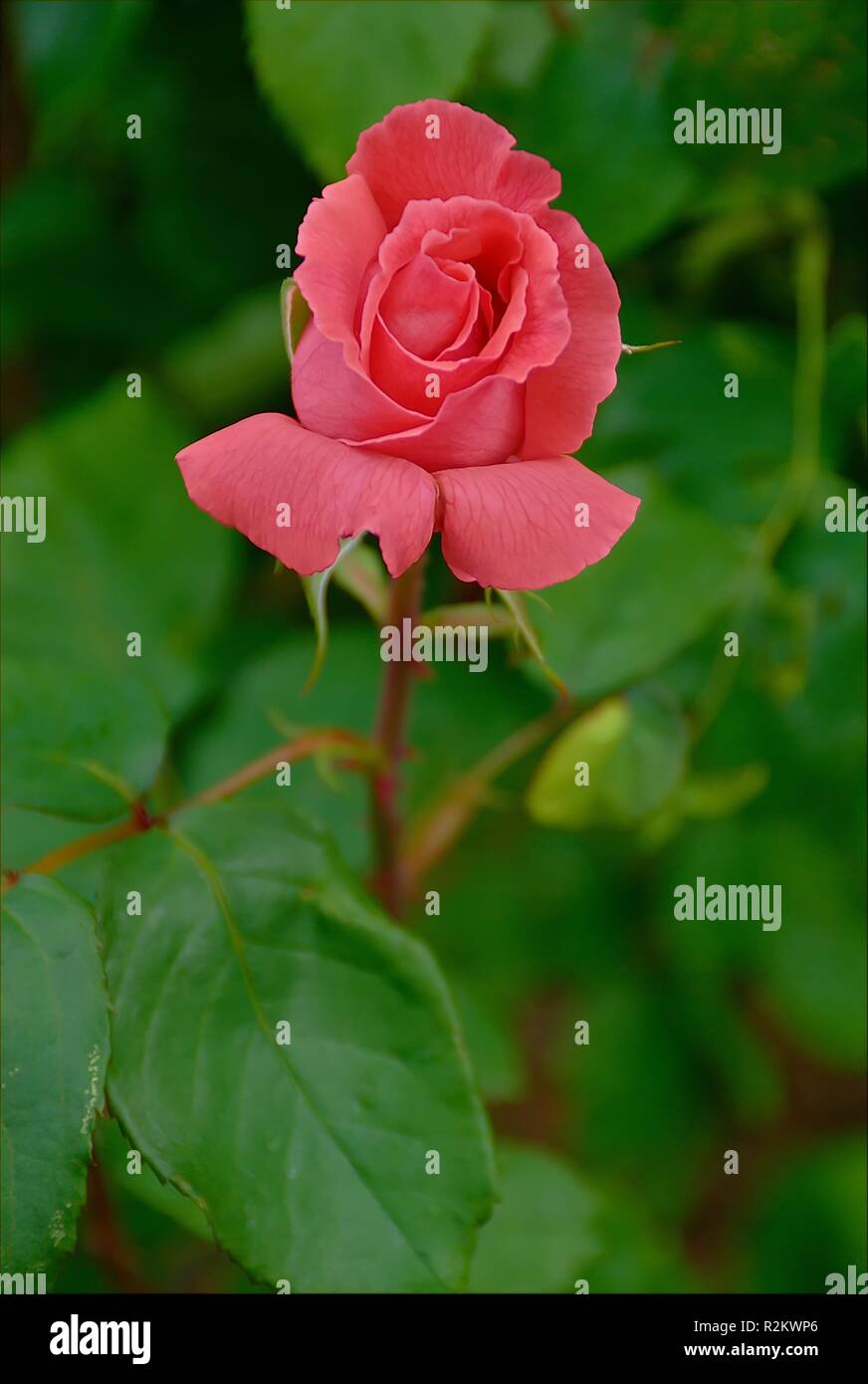 rose on the roadside ii Stock Photo - Alamy