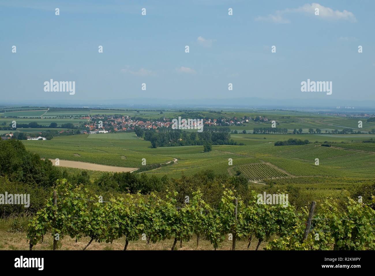 wine growing region i Stock Photo