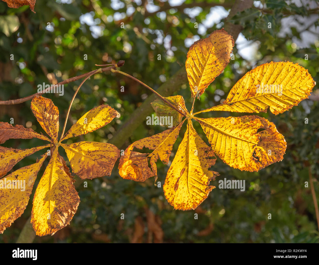 Horse chestnut tree leaves hires stock photography and images Alamy