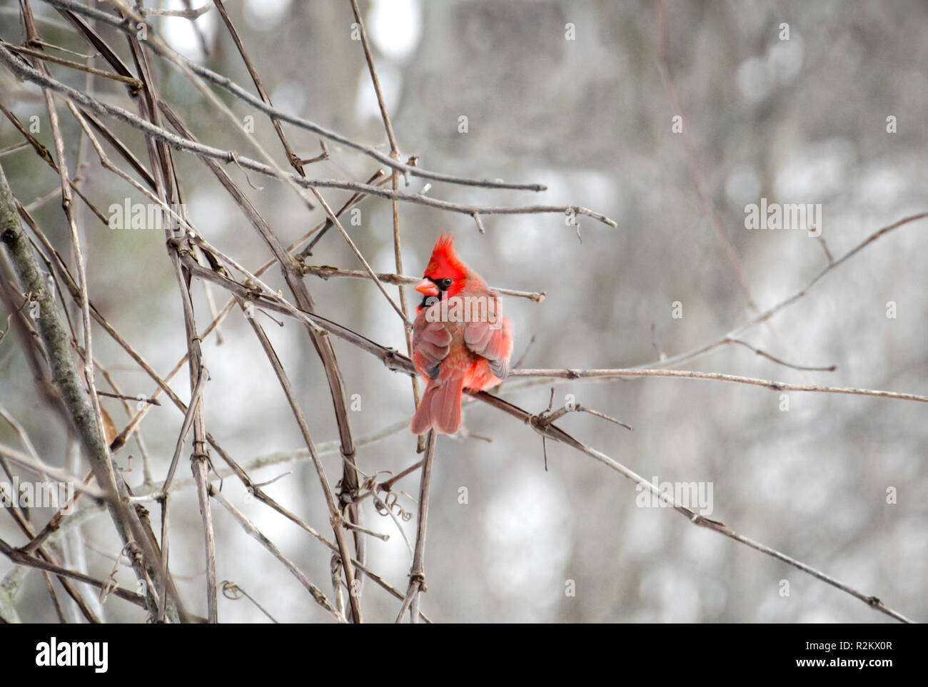 A male cardinal trying to keep warm in winter sitting on a branch looking at the camera Stock Photo