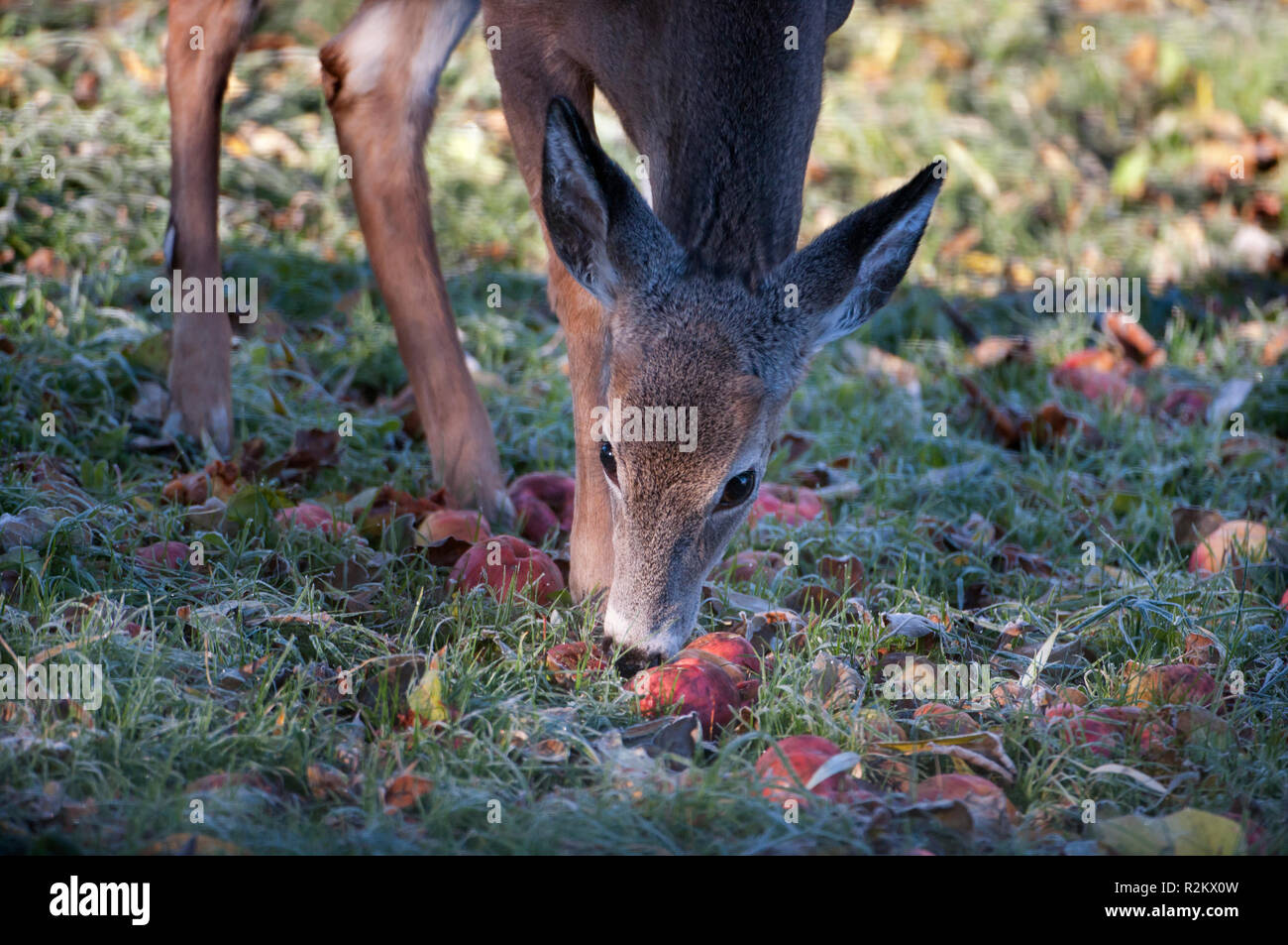 Closeup of a deer eating apples in frosty grass Stock Photo