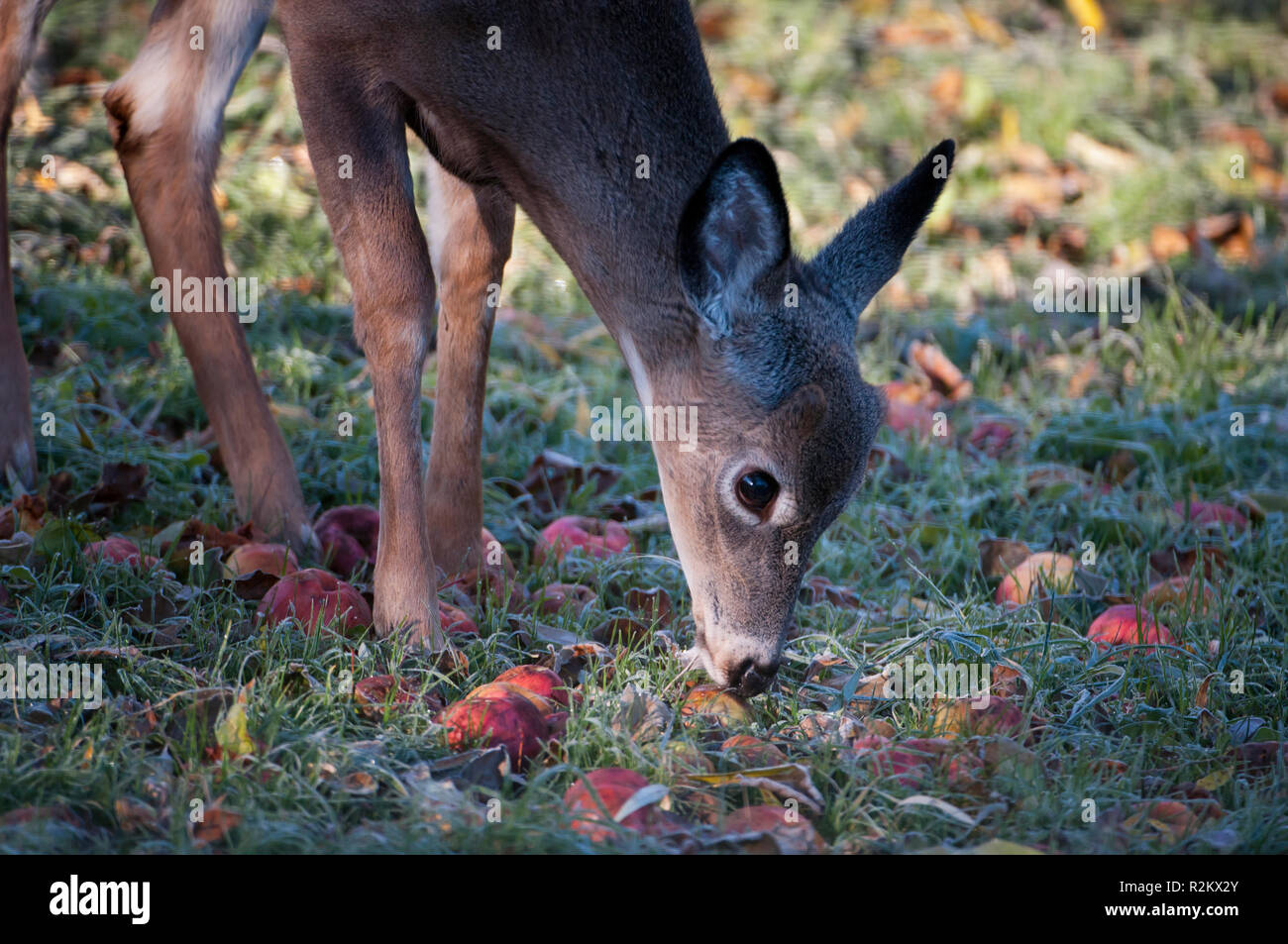 Deer eating apple hires stock photography and images Alamy