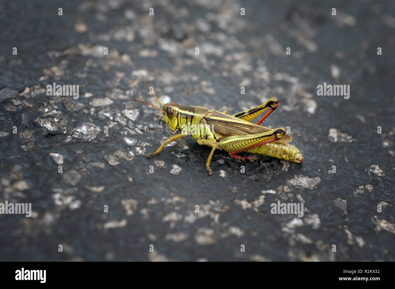 Grasshopper in the road Stock Photo
