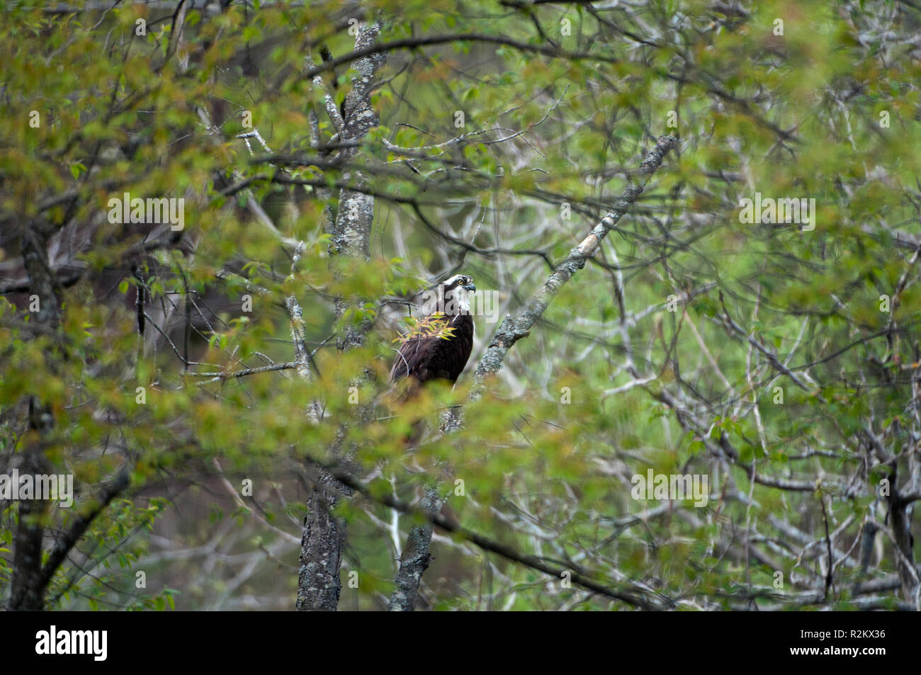 Hawk in a tree Stock Photo