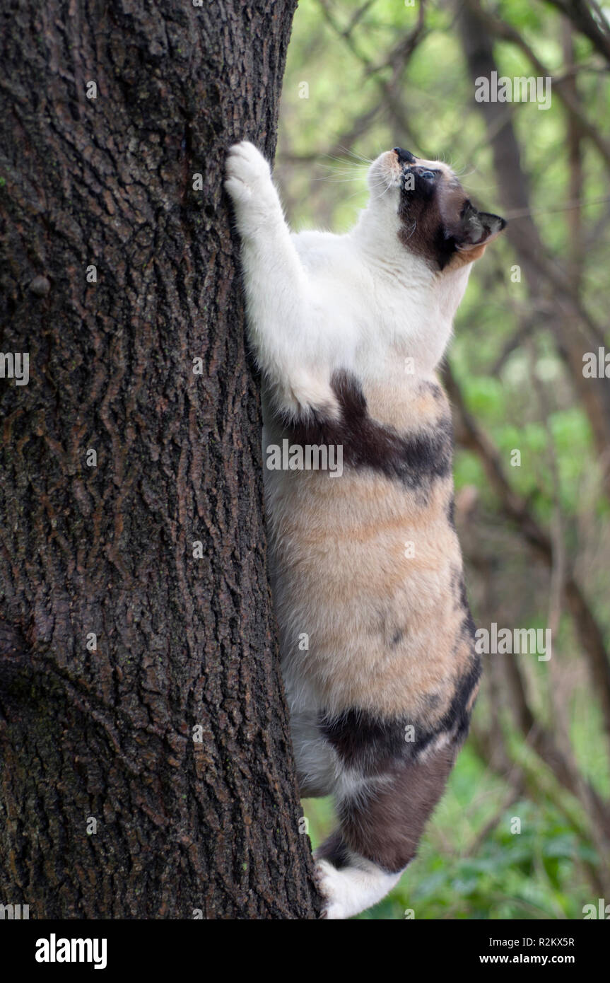 Calico cat climbing a tree Stock Photo