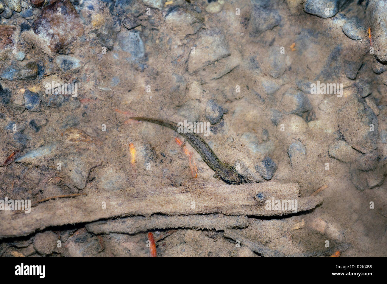 A salamander or newt as seen in the rocky bottom of a pond Stock Photo