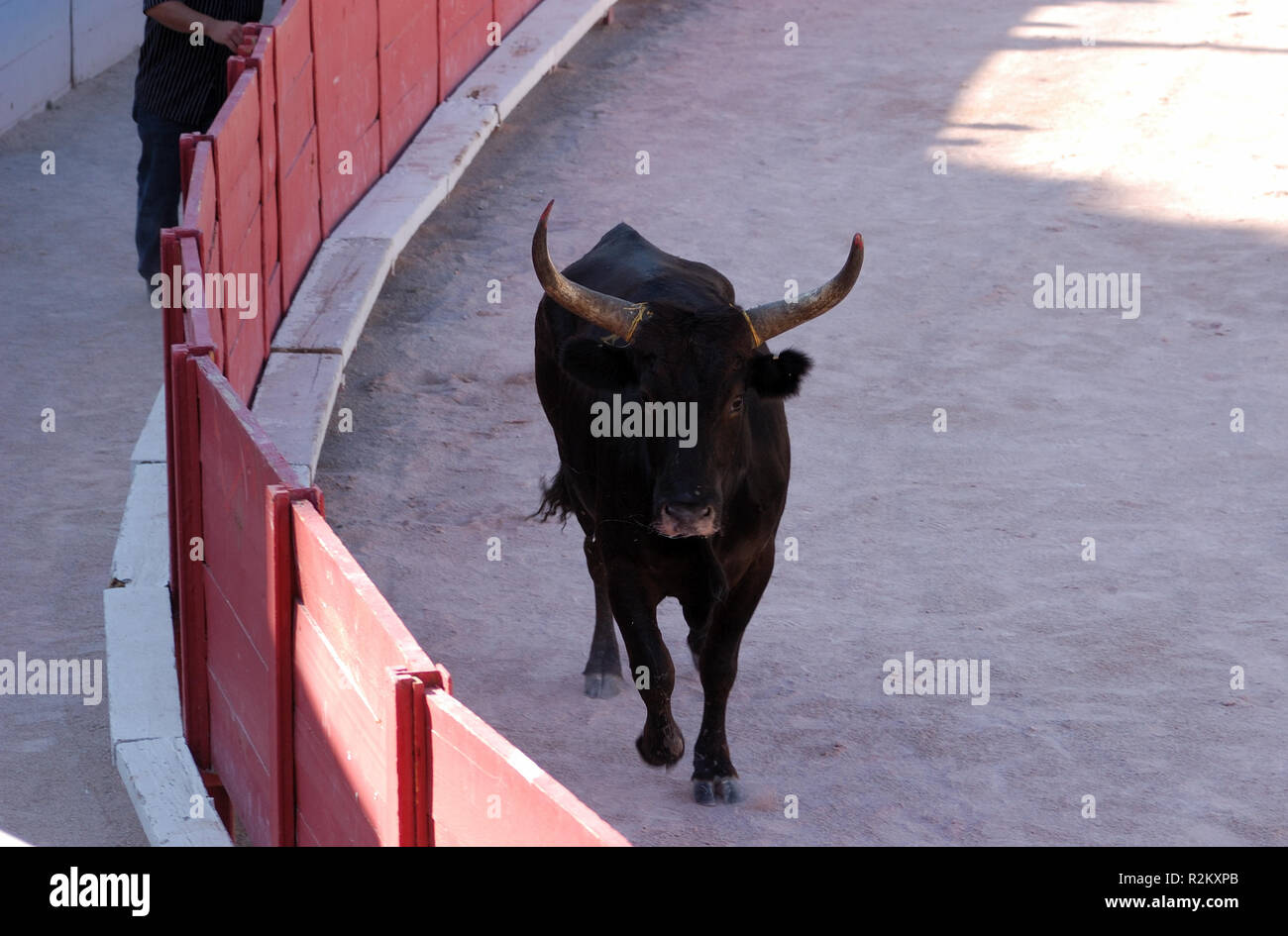 bull in the bullring Stock Photo - Alamy