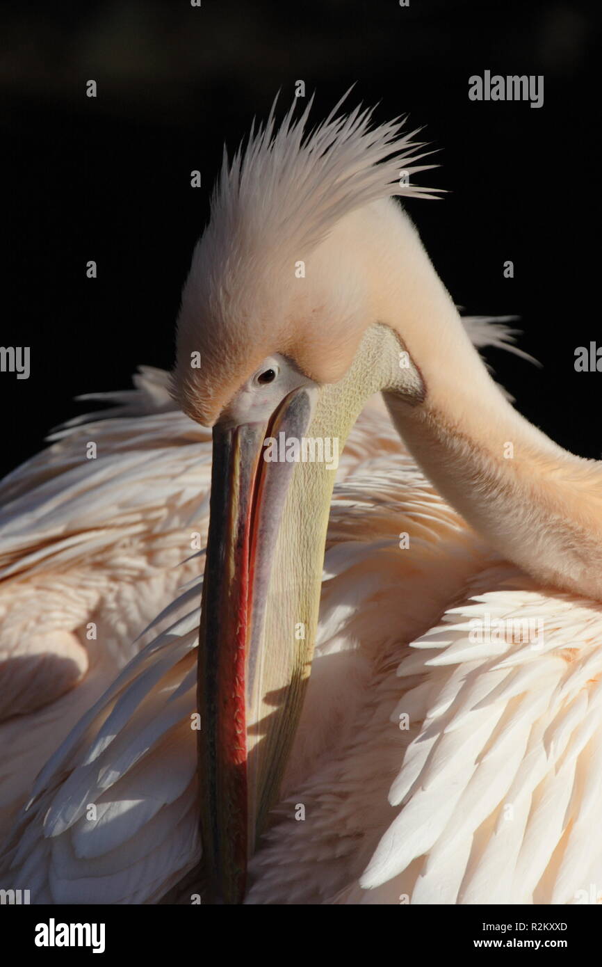 pelican portrait Stock Photo