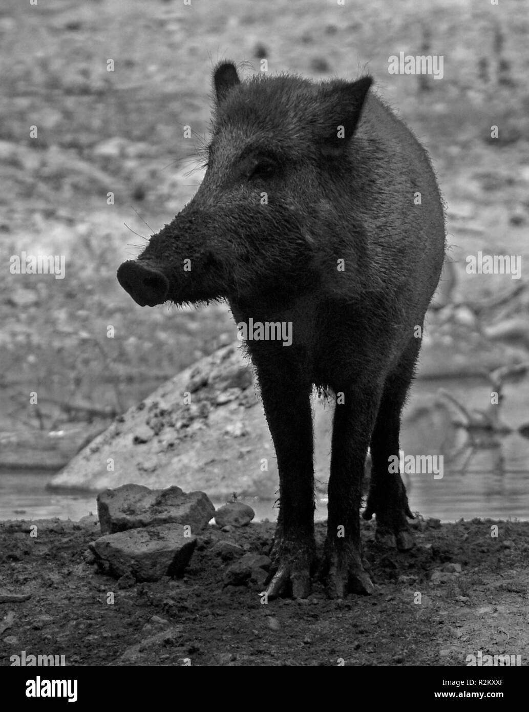 boar sw Stock Photo