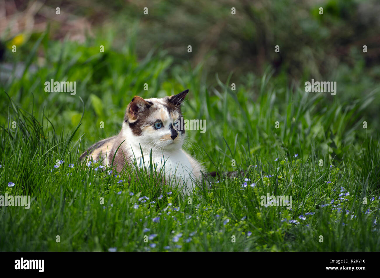 Portrait of a calico cat sitting in the grass Stock Photo