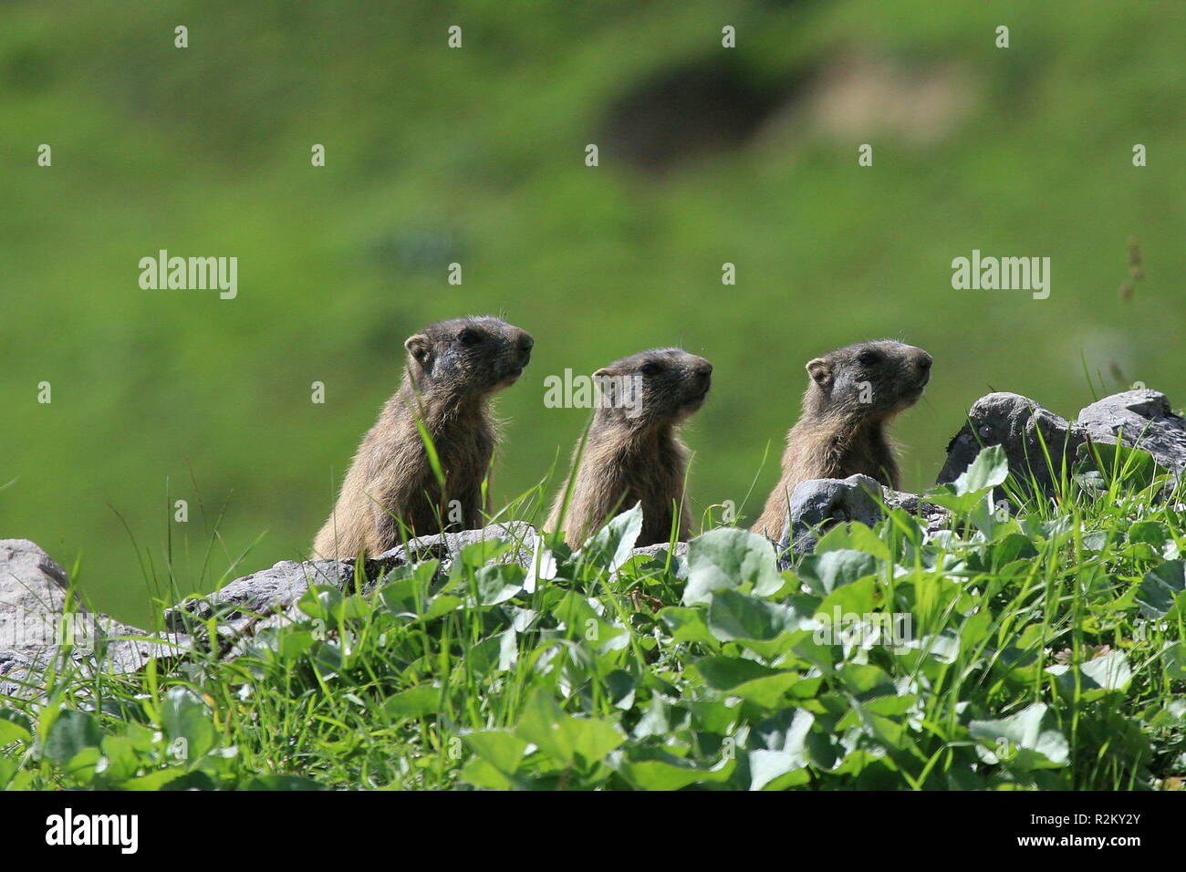 three pack Stock Photo