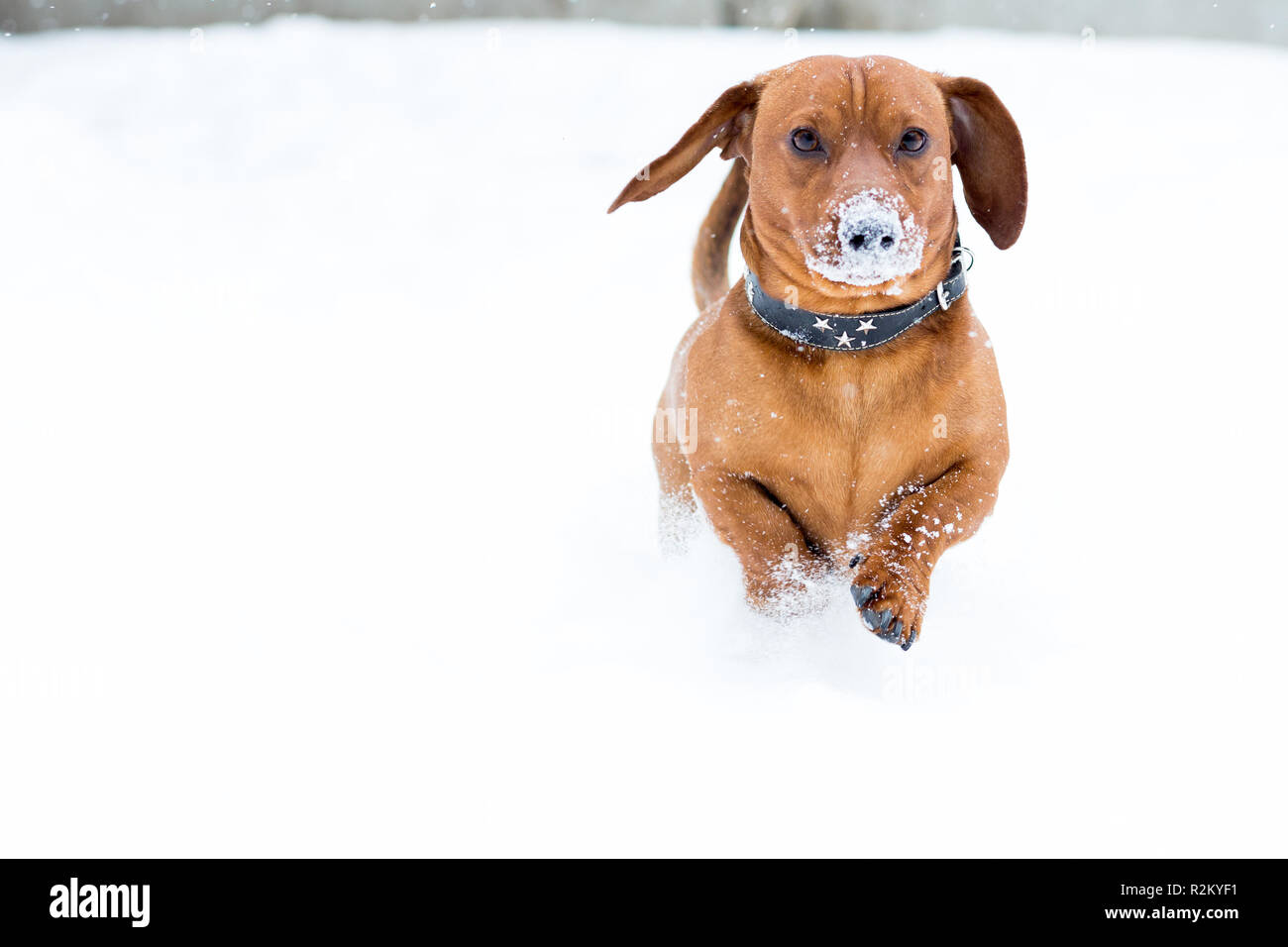 Dachshund through the snow hires stock photography and images Alamy