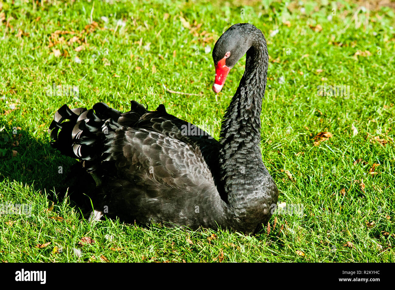 Black Swan, Monk Farm animal visitor centre near Bagby, North Yorkshire, England Stock Photo