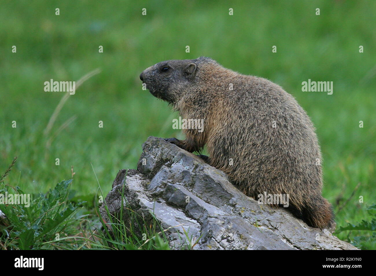 watchdog Stock Photo