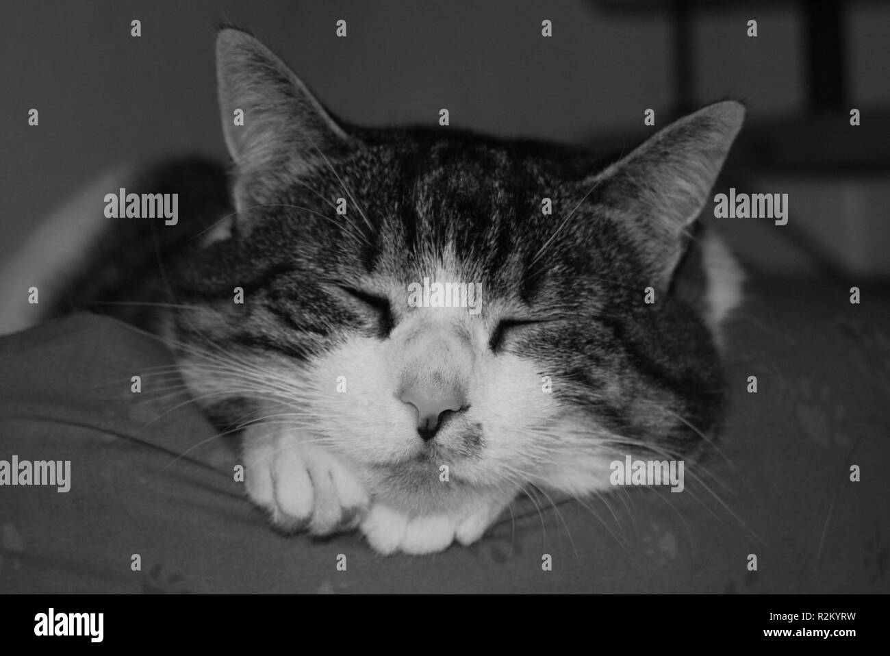 Pussycat sleeping Black and White Stock Photos & Images Alamy