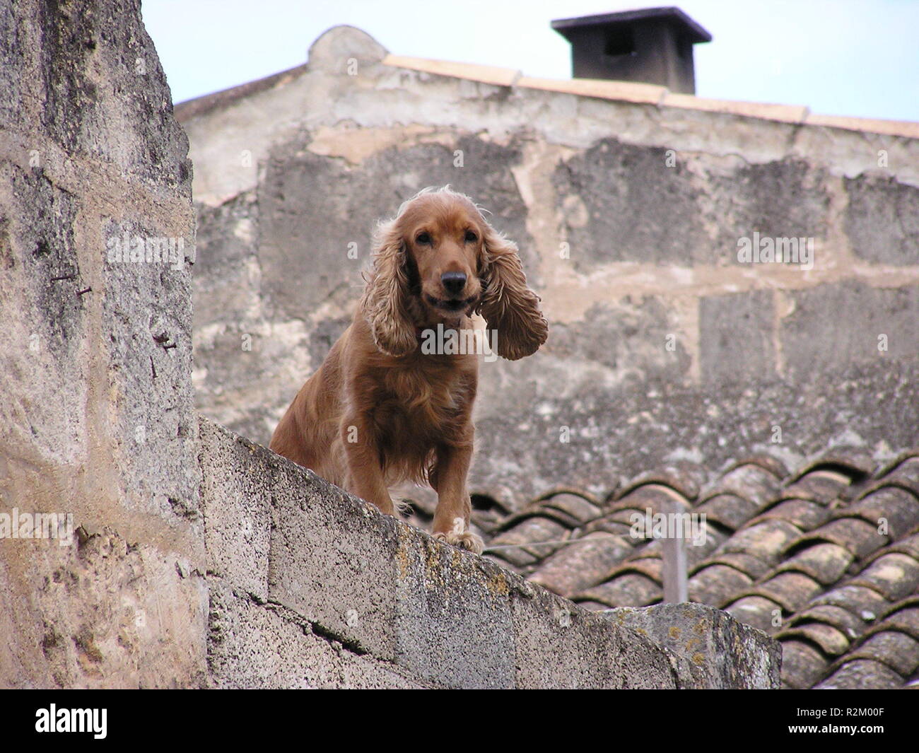 Spaniel In Spain Stock Photo 225403151 Alamy