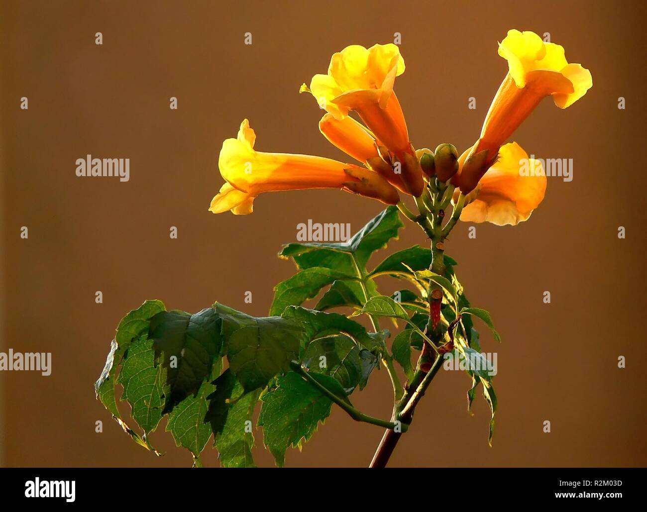 trumpet flower angel's trumpet Stock Photo