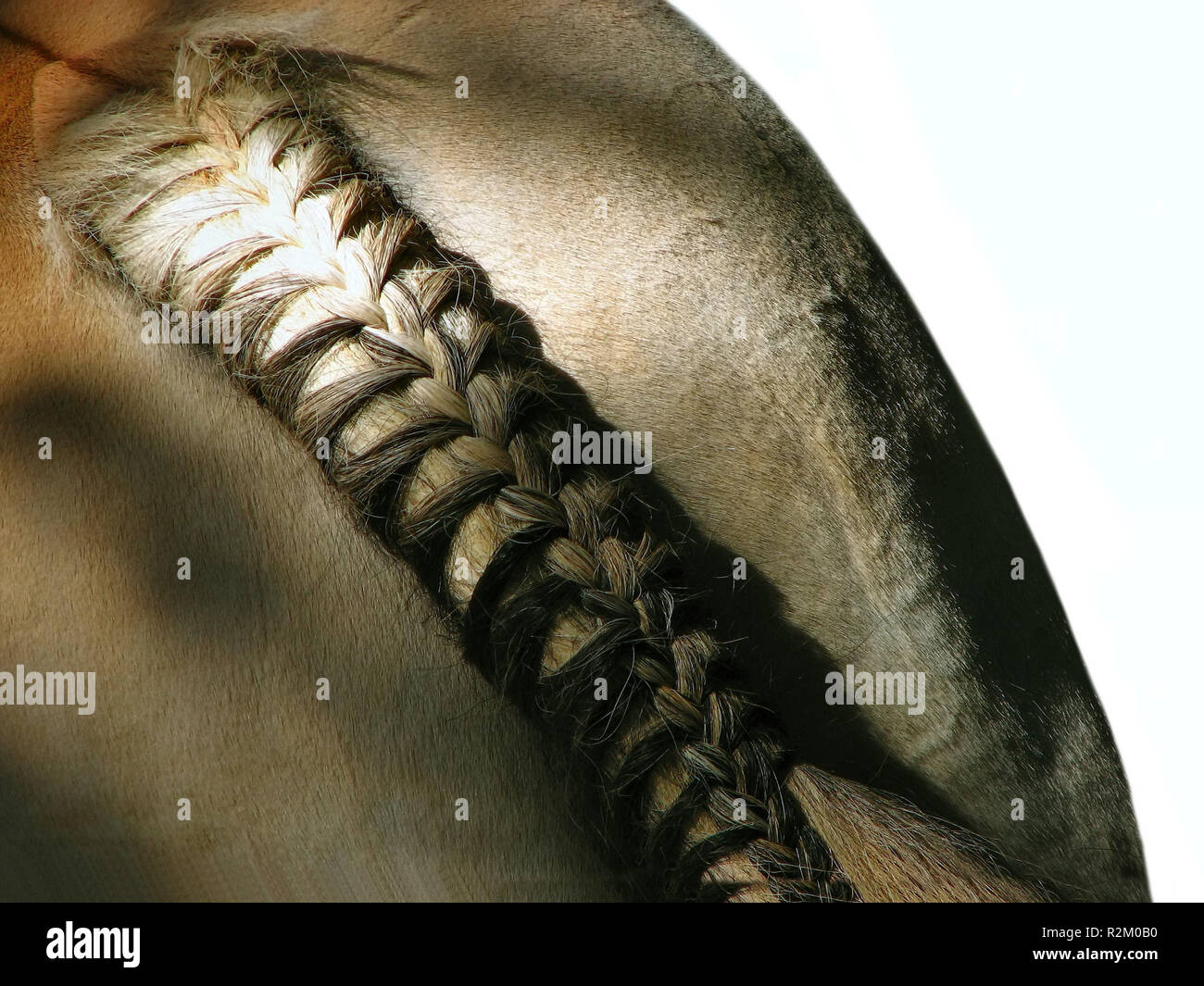 Plaited horse tail hires stock photography and images Alamy