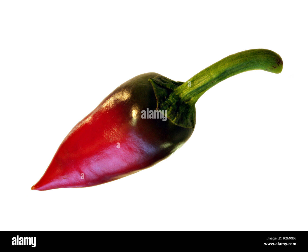 hot chili as Stock Photo