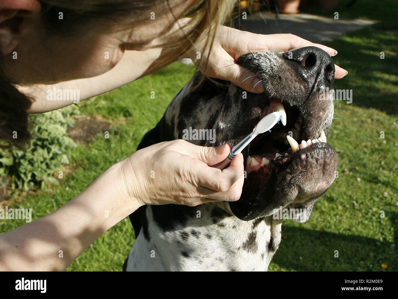 Scrape dog hires stock photography and images Alamy