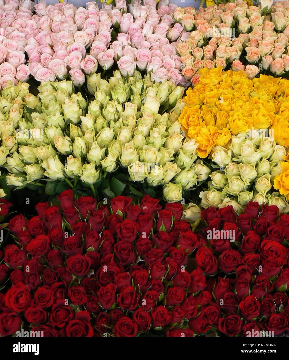 bed of roses Stock Photo Alamy